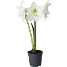 Amaryllis 2-stänglad, vit