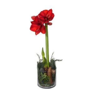 Julamaryllis i glaskruka