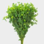 Bupleurum