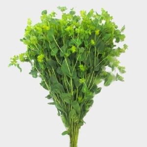 Bupleurum