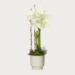 VINTERAMARYLLIS I KRUKA