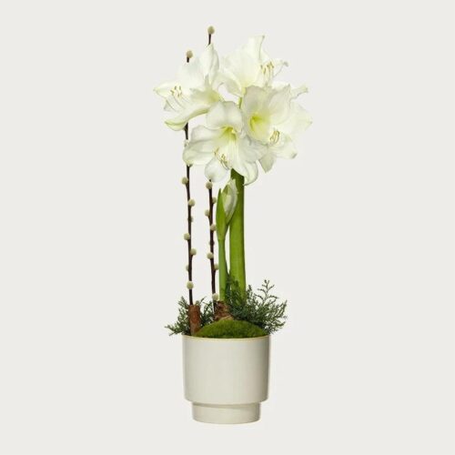 VINTERAMARYLLIS I KRUKA VINTERAMARYLLIS I KRUKA