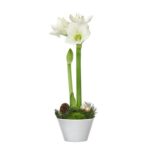 VINTERAMARYLLIS I KRUKA