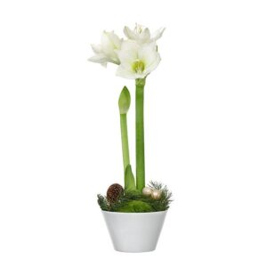 VINTERAMARYLLIS I KRUKA