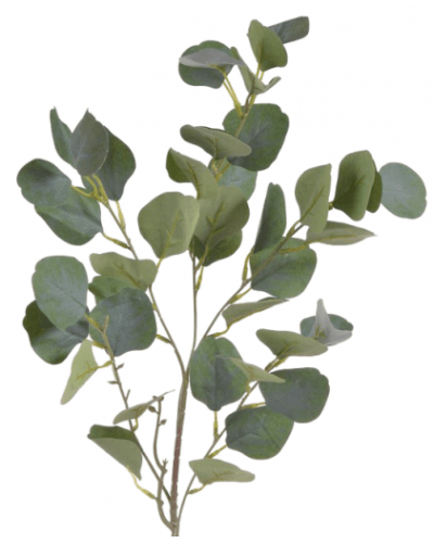 Eukalyptus