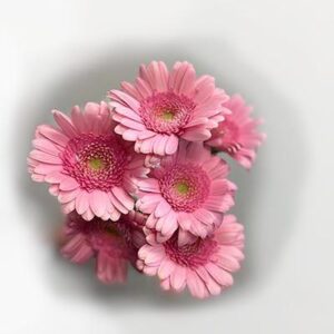 rosa gerbera