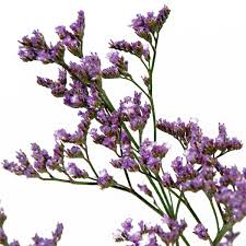 limonium