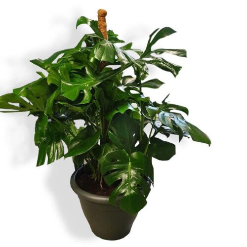 monstera