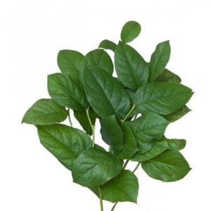 salal-vaktelbär
