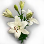 white_Lilja